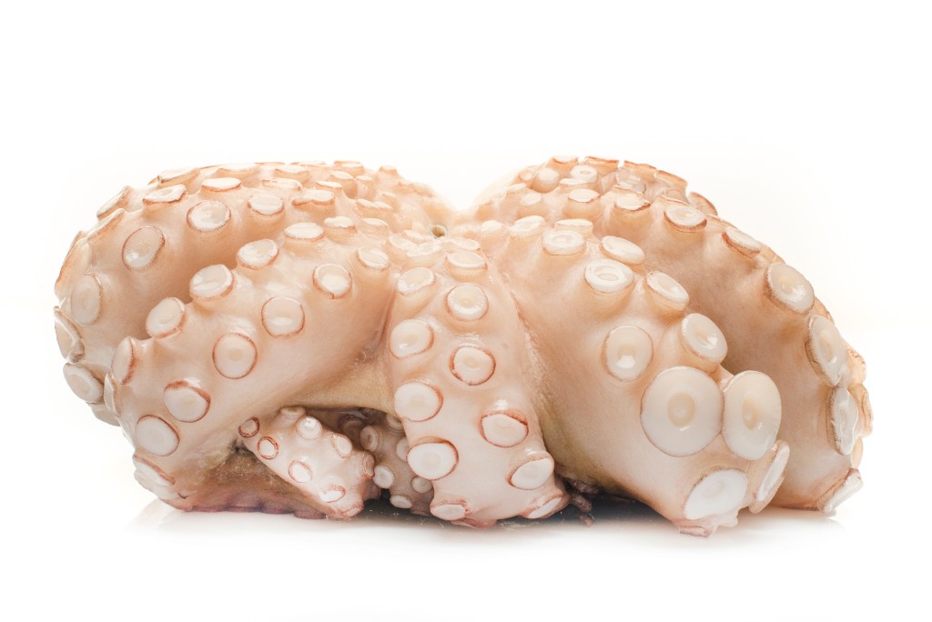 Pulpo (Octopus Vulgaris)