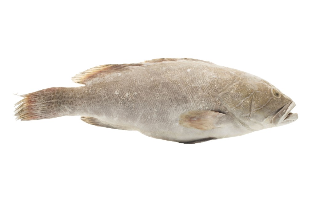 Cherne (Ephinephelus Spp)