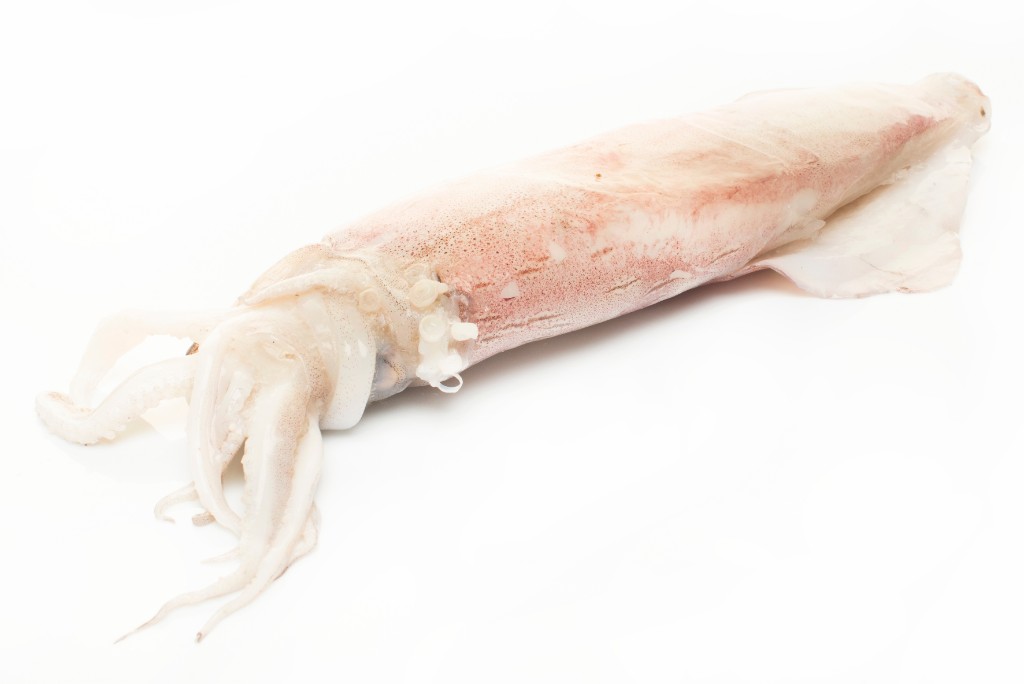 Calamar (Loligo Vulgaris)