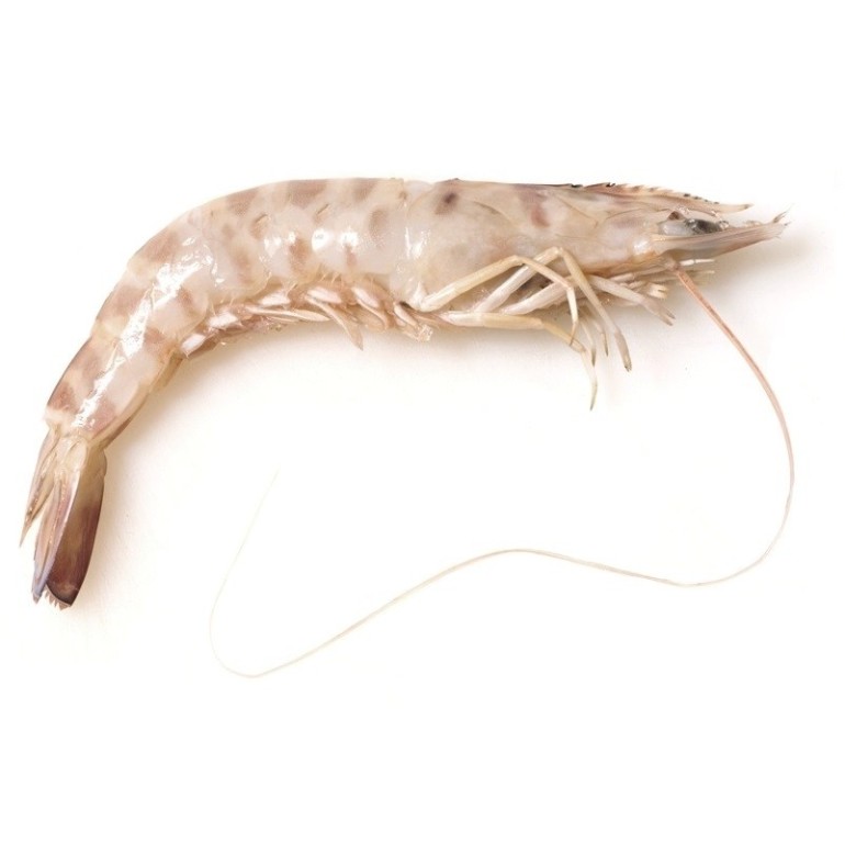 Langostino salvaje (Penaeus Spp.)